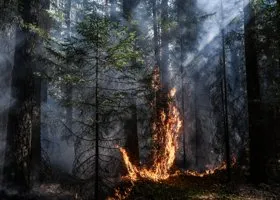 Эколог заявил о проблемах следствия при расследовании причин лесного пожара