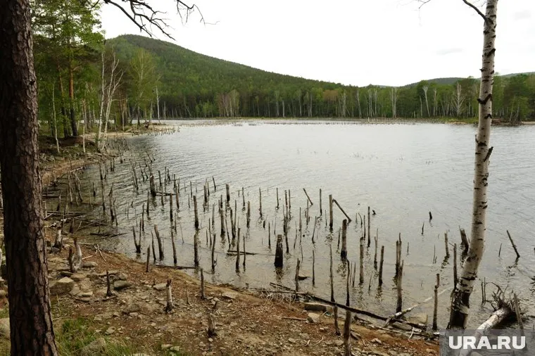 Побережье дальневосточного озера захватывает опасная водоросль спирогира