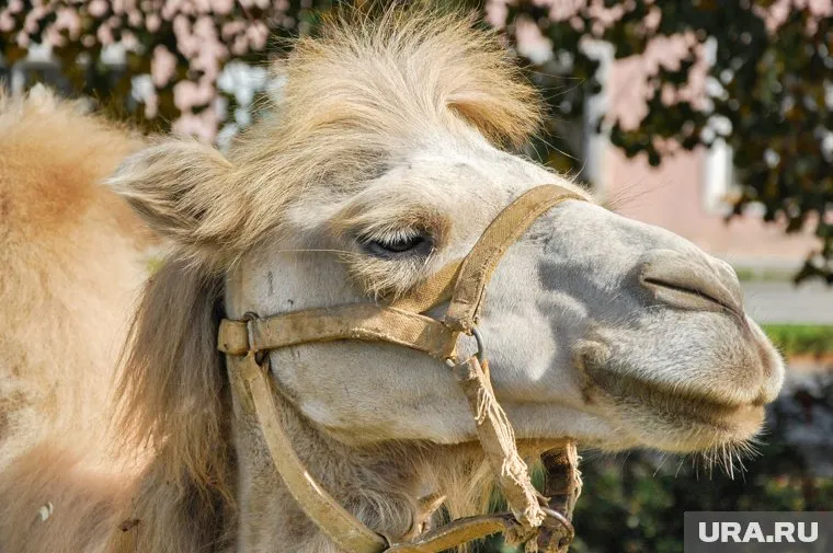 Прокуратура проверит, правильно ли владельцы содержат своего верблюда