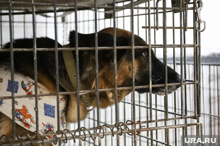 По словам экипажа, животные хорошо перенесли авиаперелет