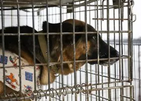 Авиакомпания свердловского бизнесмена спасла животных из Кабула