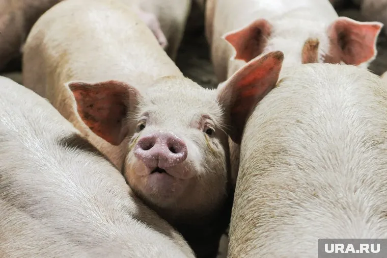 Крупнейший на Урале свинокомплекс продают за 1,2 млрд рублей