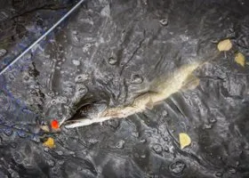 Ямальский рыбак поймал щуку на 12 кг