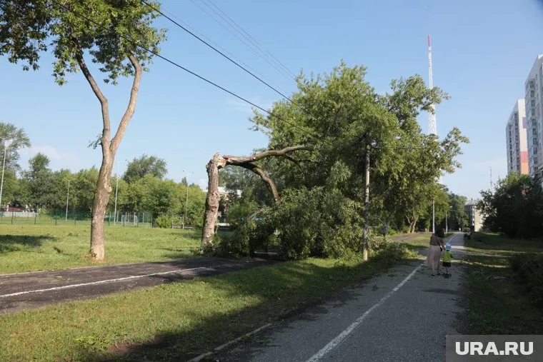 Причиной смерти одного человека в Сочи во время урагана стало упавшее дерево