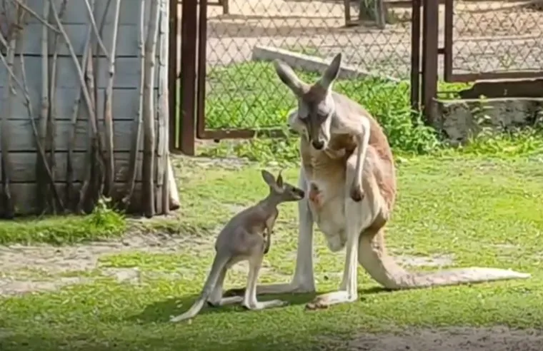 Кенгуренок периодически выходит знакомиться с окружающим миром