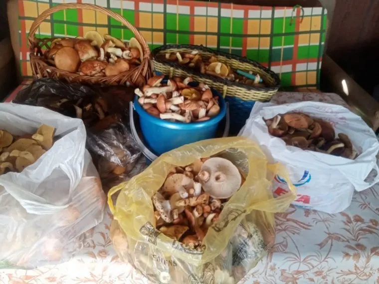 Шадринец похвастался урожаем грибов