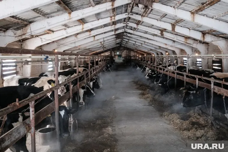 Стоимость фермы составляет 3,5 миллиона рублей (архивное фото)