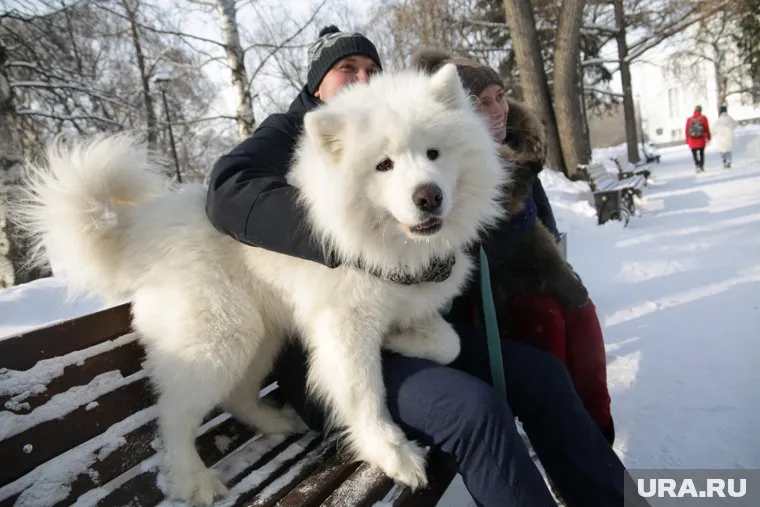 Весенняя прививка и дегельминтизация являются ключевыми аспектами в уходе за собаками
