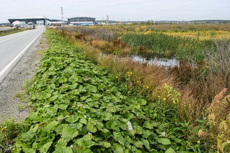 Болото у Екатеринбург-ЭКСПО. Екатеринбург