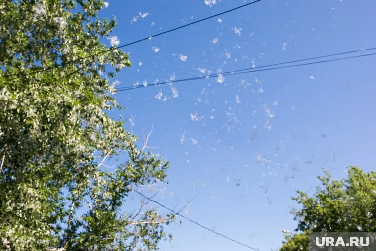 В России продолжается самый неприятный сезон для аллергиков