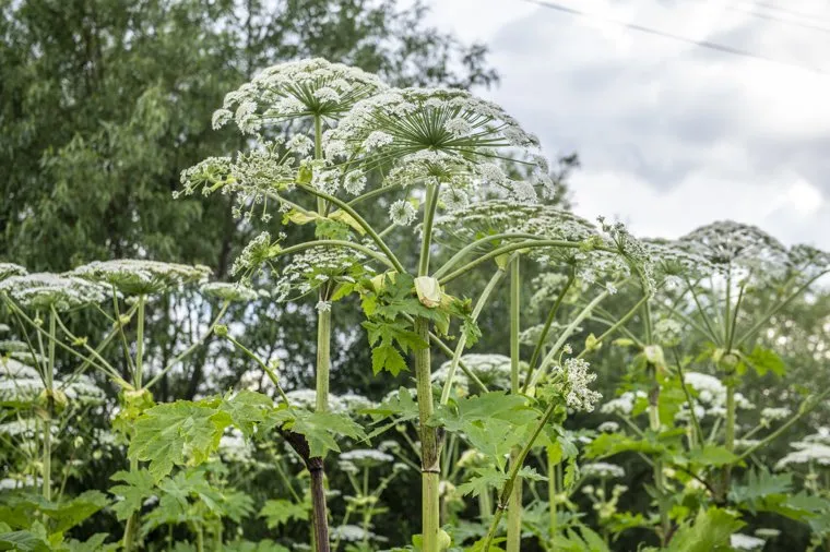 Виды поселка. Покча