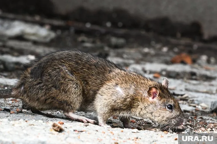 На большое количество крыс пожаловались жильцы дома на Сахарова