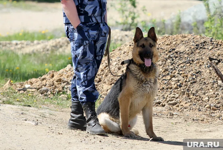 Собака имеет ветеринарный паспорт