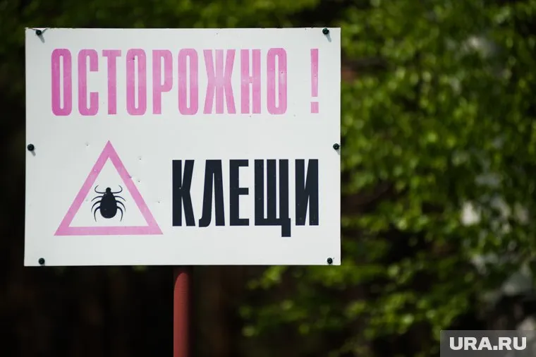 Пик активности клещей приходится на май и начало осени