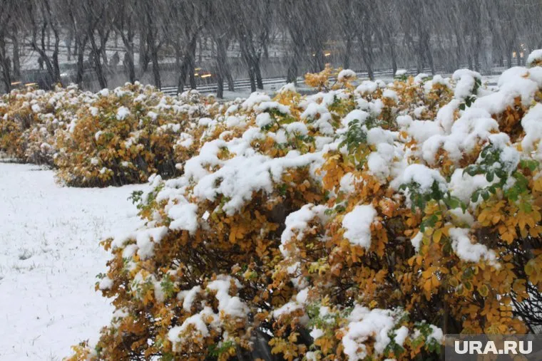 В четверг дожди сменятся снегом в Пермском крае