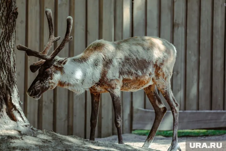 Диким оленям не придется носить ошейники