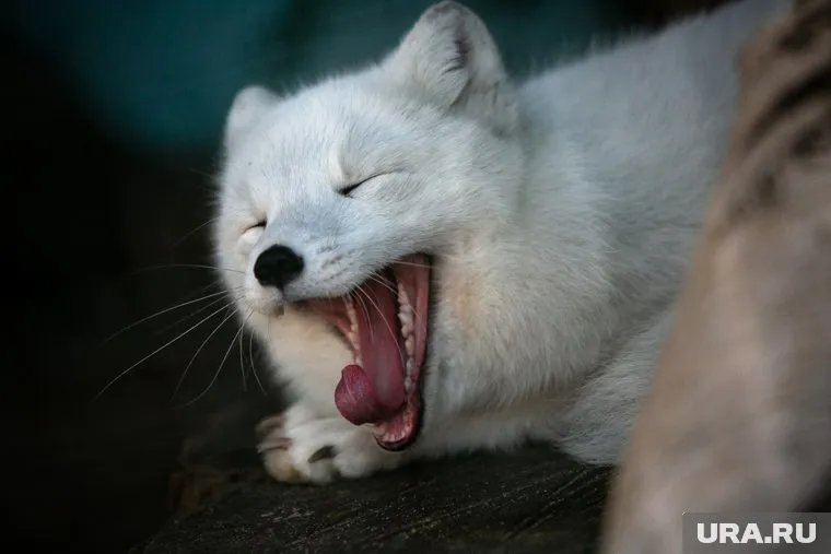 При помощи арктического песца можно соблюдать безопасную для здоровья дистанцию