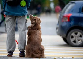 Разбойное нападение с похищением собаки закончилось для пермяка реальным сроком