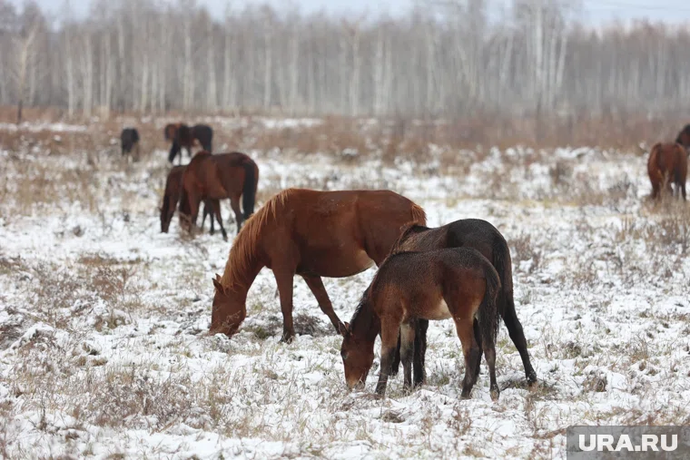 Зарплата конюхов достигла почти 62 тысяч рублей