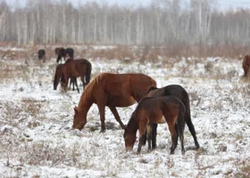 В Тюменской области подскочило число вакансий для специалистов аграрной сферы