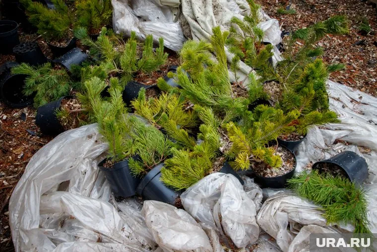 Территорию засадили молодыми соснами