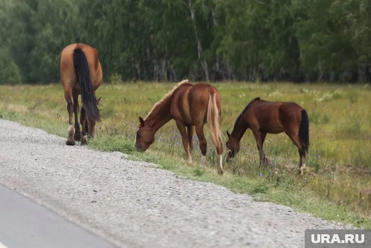 В результате ДТП погибли две лошади