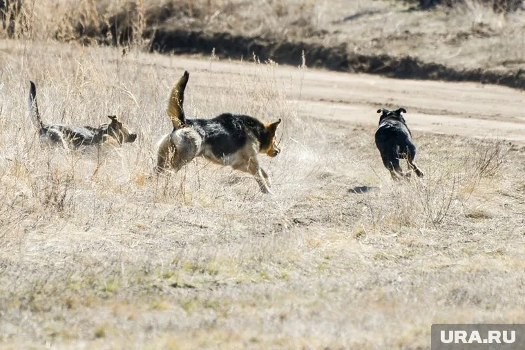 От укусов собак ребенок скончался на месте происшествия