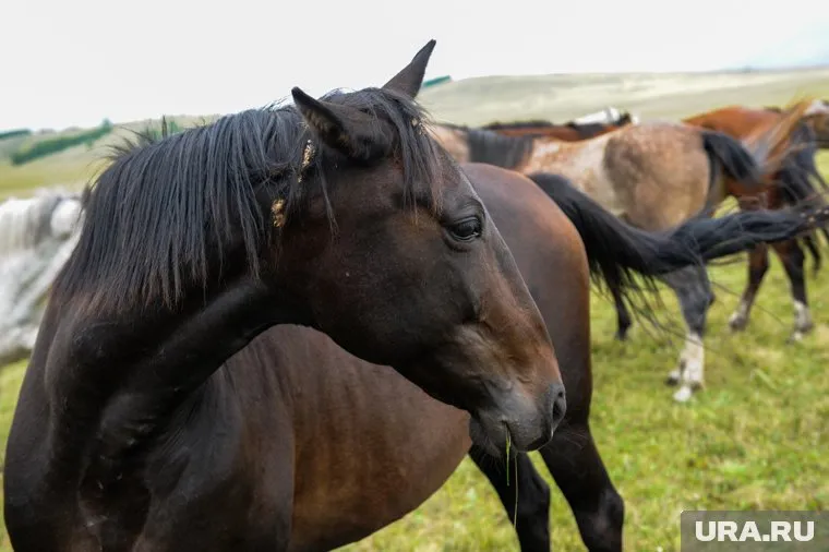 Животное знакомо с процедурой и относится к ней спокойно