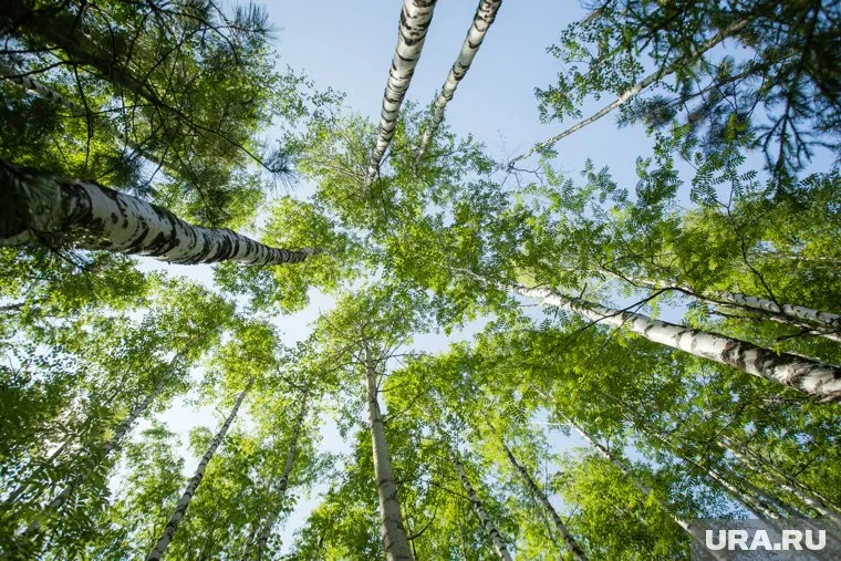 Неустановленные лица срубили в парке Каменный город 10 елей, 5 пихт и 11 берез