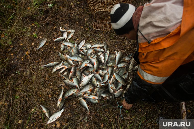 На Ямале началась летняя путина