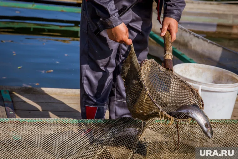 В октябре - ноябре 2025 года было подано пять исков о возврате субсидий рыбодобывающими предприятиями 