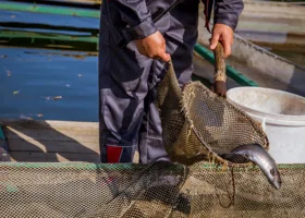 На Ямале к агрофирмам пришли с исками на десятки миллионов рублей
