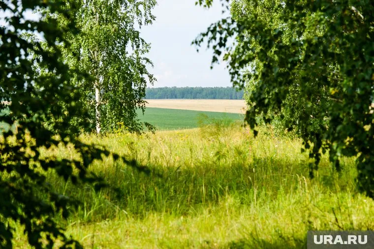 Выйти из леса пенсионерке помогли грибники