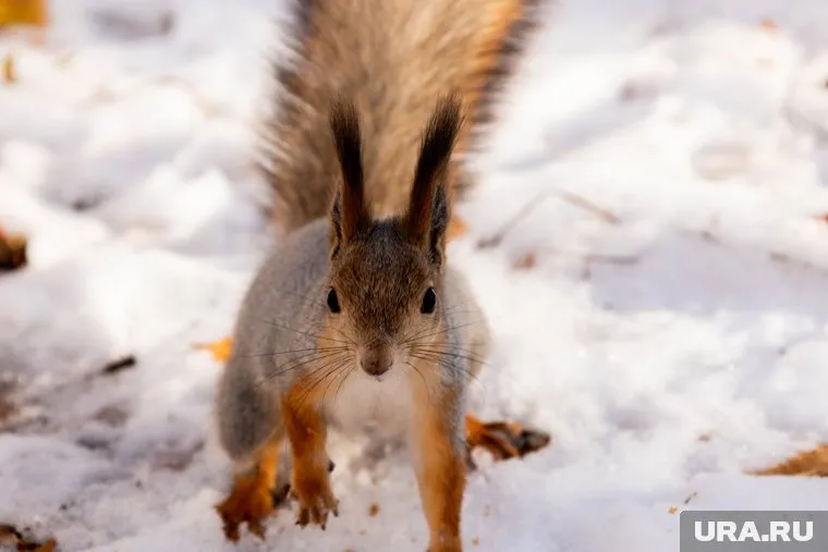 Черняевский лес - одно из любимых мест отдыха пермяков
