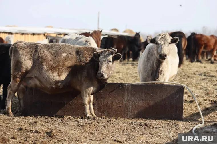 Челябинскому скотокраду грозит до 15 лет тюрьмы (архивное фото)