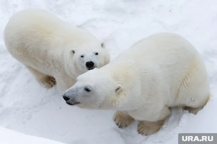 Малыш родился у белых медведей Милки и Сэрику