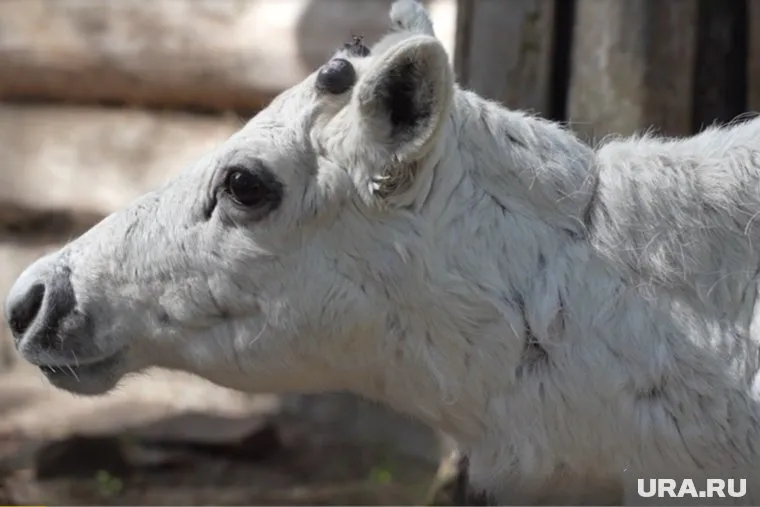 Олененок родился 1 июня 2024 года
