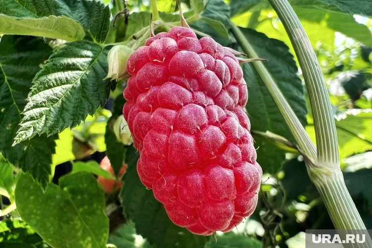 Завод вырастит саженцы малины и других ягодных культур