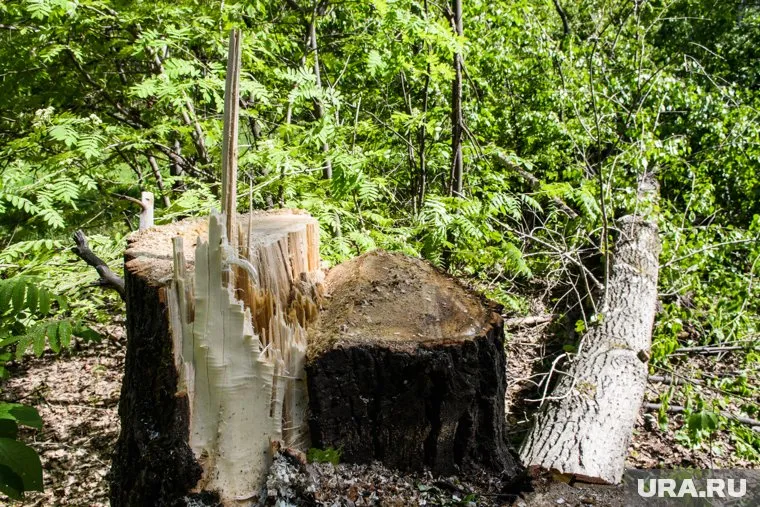 На месте срубленного леса в деревне Дербыши Тюменского района хотят построить спортивную базу