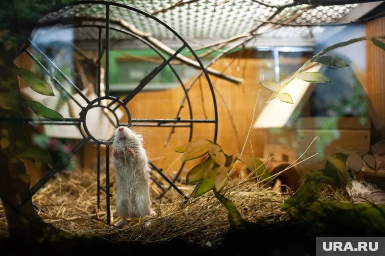 Власти Гонконга приказали передать эвтаназии около 2-х тысяч хомяков