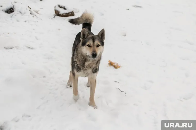 Кому принадлежат животные — пока неизвестно