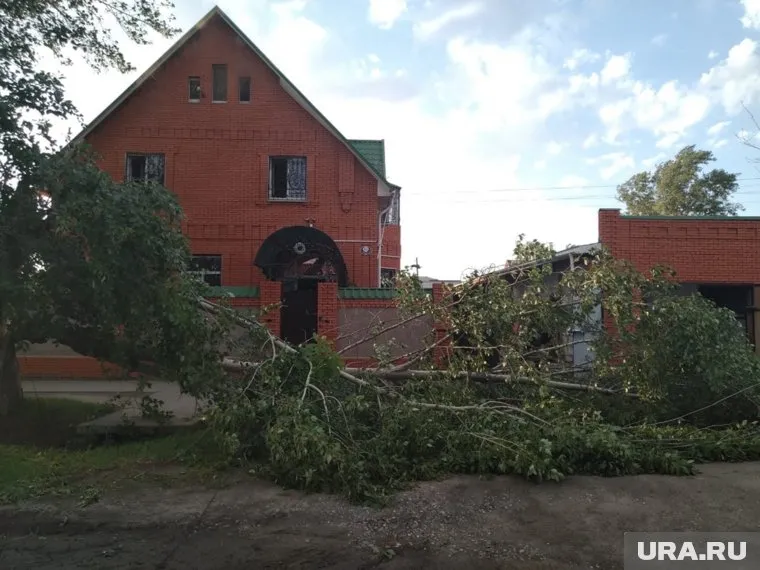 В Шадринске упавшее дерево могло стать причиной пожара