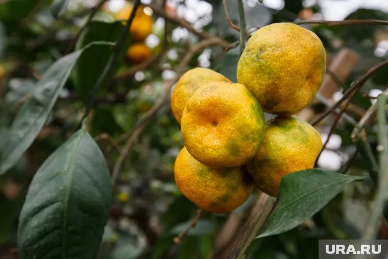 Вредитель попал в регион из Аргентины