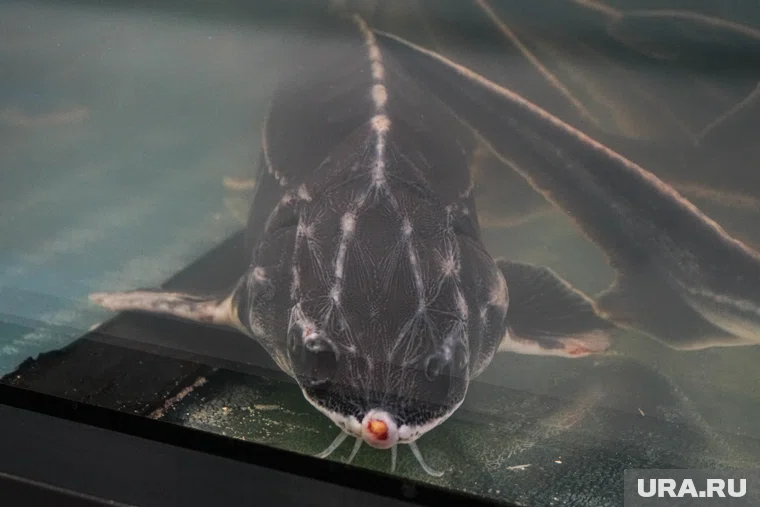 В процессе расследования была проведена молекулярно-генетическая экспертиза