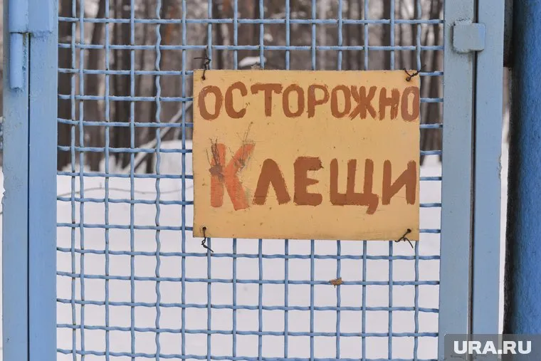 Клещи не стали чаще кусать граждан РФ