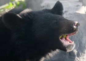 Японский губернатор обратился к Минобороны из-за медведей