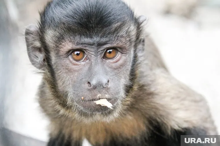 Быстро распространяющаяся вспышка оспы обезьян представляет собой глобальную чрезвычайную ситуацию