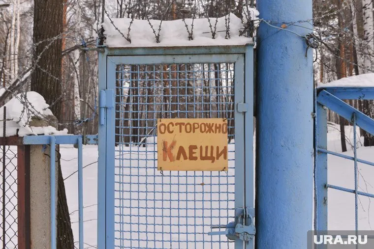 В 2025 году численность клещей может сократиться из-за резких перепадов температур