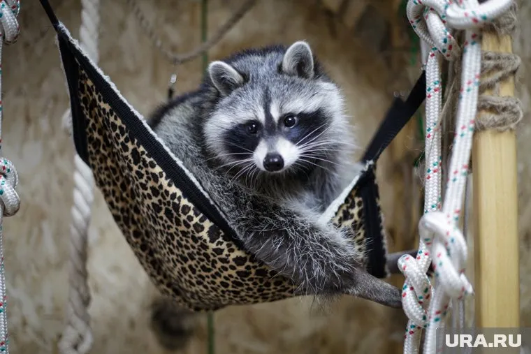 Талисманом участников гуманитарных миссий стал плюшевый енот по кличке Лаврентий