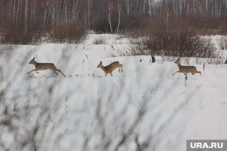 Охота на косуль — одна из забав богачей